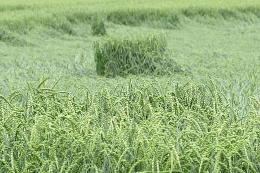 field of corn, spelt, crop