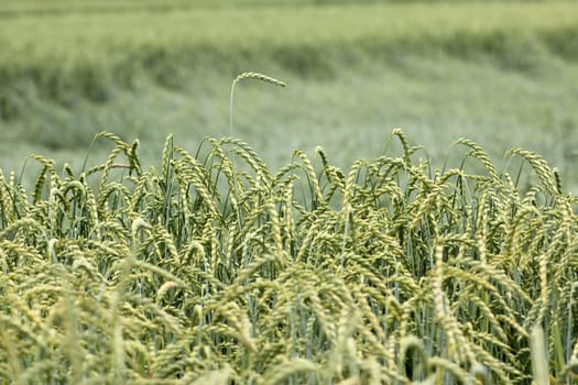 field of corn, spelt, crop