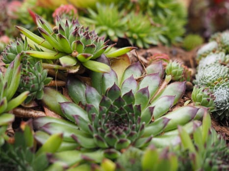 Jovibarba - Sempervivum