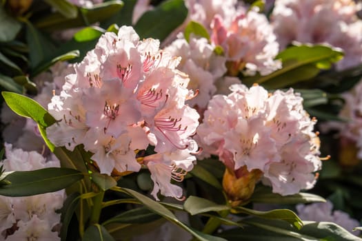 Rhododendron aganniphum flowers in full bloom in spring with beautiful decorative bright pink flowers