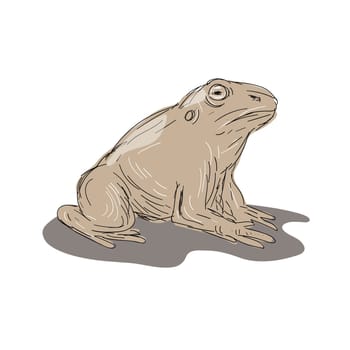 Illustration of a Toad Frog Sitting viewed from Side done in Drawing style.