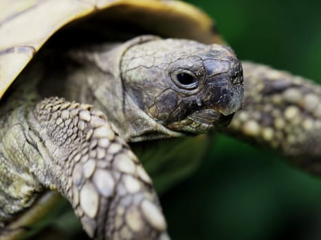 Greek tortoise