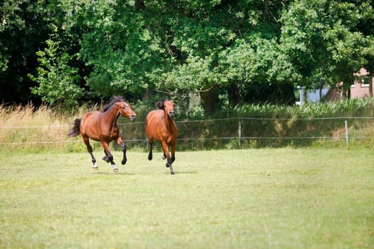 two brown Holsteiner yearling mares gallop and play on a pasture