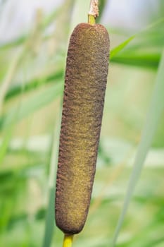Tube pistons - Typha in a macro image