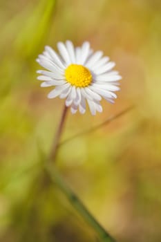 Daisies - Bellis perennis in a macro shot