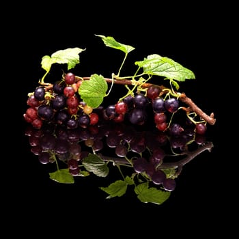 Branch of a black currant with berries and leaves isolated on a black glossy background with a real reflection