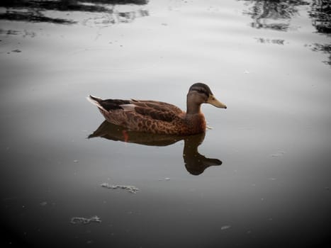 a vintage impression single female mallard on top of a lake  Essex  England  UK