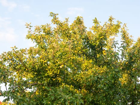 green growing crab apples on a tree in summer light  Essex  England  UK