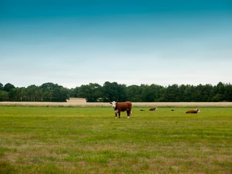 cows grazing in a country farm field  Essex  UK
