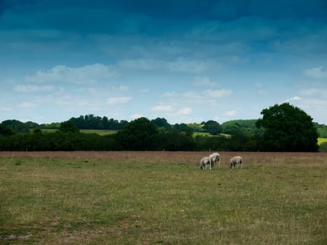 sheep grazing in an english country farm field  Essex  UK