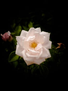 a special ornate white rose with a black background  Essex  England  UK