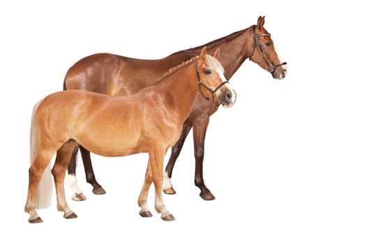 a Haflinger pony and a riding horse with halter against a white background,cronies
