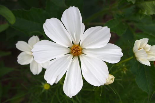 daisy flower big petals summer garden fresh floral beauty