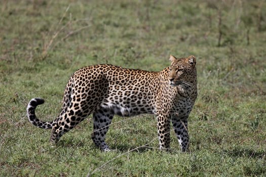 Leopard Kenya Africa savannah wild animal cat mammal