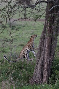 Leopard Kenya Africa savannah wild animal cat mammal
