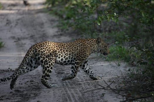 Leopard Kenya Africa savannah wild animal cat mammal