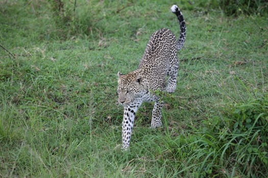 Leopard Kenya Africa savannah wild animal cat mammal