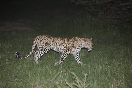 Leopard Kenya Africa savannah wild animal cat mammal