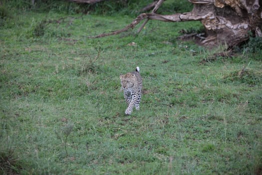 Leopard Kenya Africa savannah wild animal cat mammal