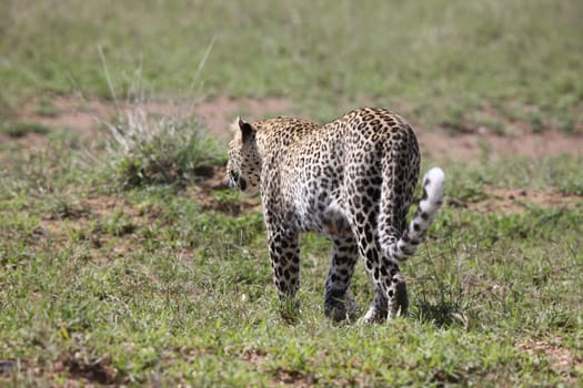 Leopard Kenya Africa savannah wild animal cat mammal