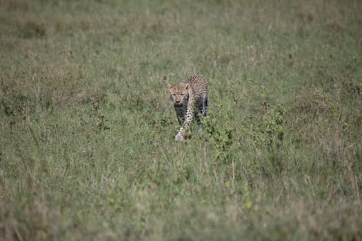 Leopard Kenya Africa savannah wild animal cat mammal