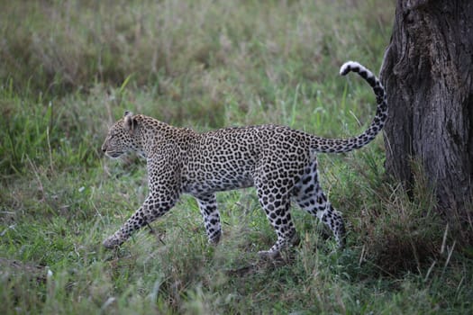 Leopard Kenya Africa savannah wild animal cat mammal