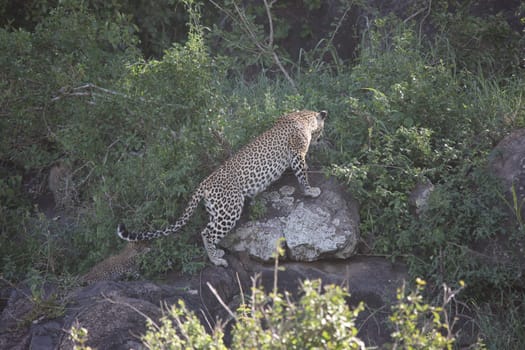 Leopard Kenya Africa savannah wild animal cat mammal
