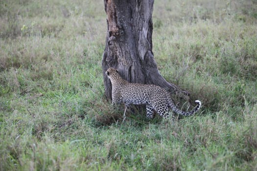 Leopard Kenya Africa savannah wild animal cat mammal