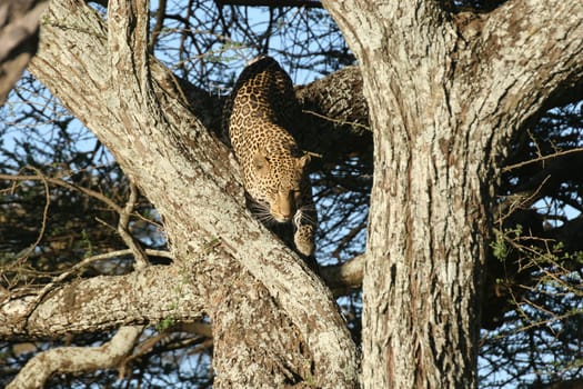 Leopard Kenya Africa savannah wild animal cat mammal