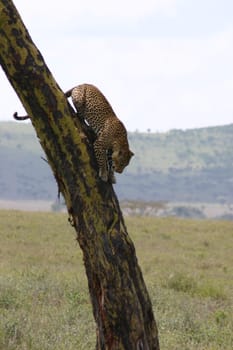 Leopard Kenya Africa savannah wild animal cat mammal