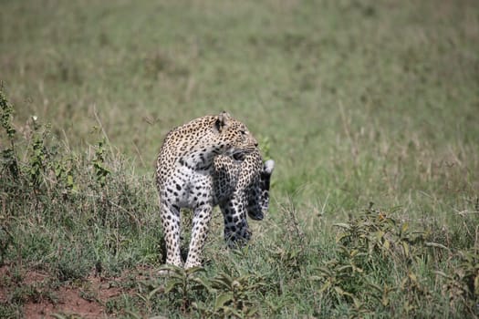 Leopard Kenya Africa savannah wild animal cat mammal