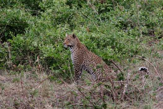 Leopard Kenya Africa savannah wild animal cat mammal