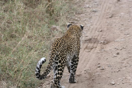 Leopard Kenya Africa savannah wild animal cat mammal
