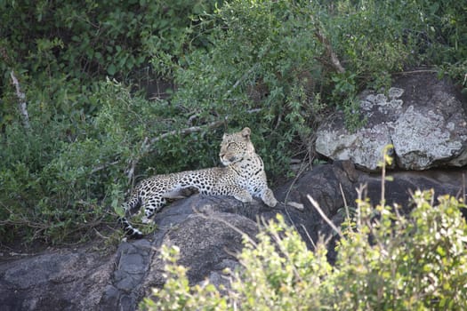 Leopard Kenya Africa savannah wild animal cat mammal