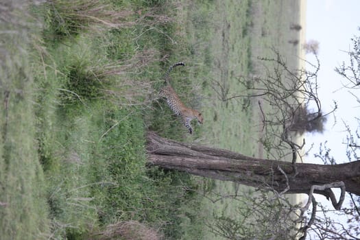 Leopard Kenya Africa savannah wild animal cat mammal