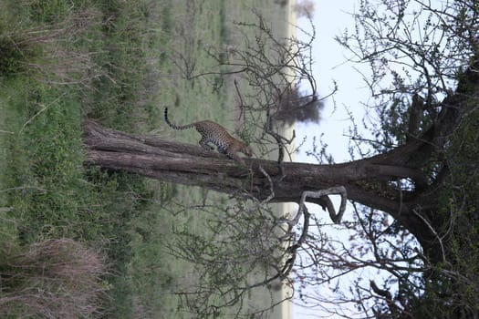 Leopard Kenya Africa savannah wild animal cat mammal