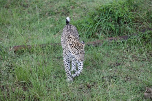 Leopard Kenya Africa savannah wild animal cat mammal