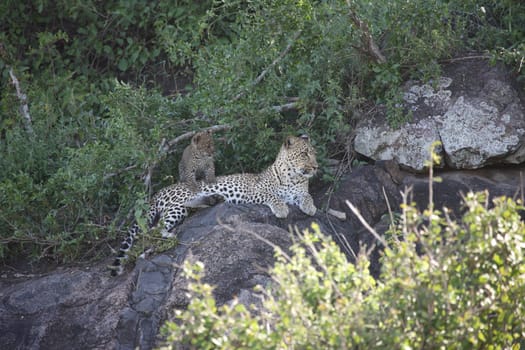 Leopard Kenya Africa savannah wild animal cat mammal