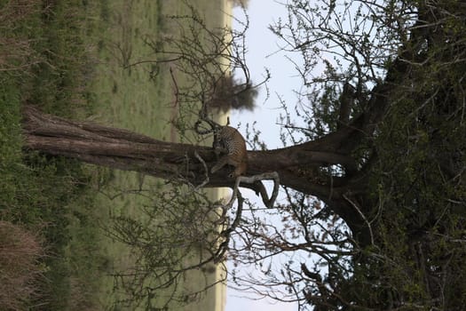 Leopard Kenya Africa savannah wild animal cat mammal