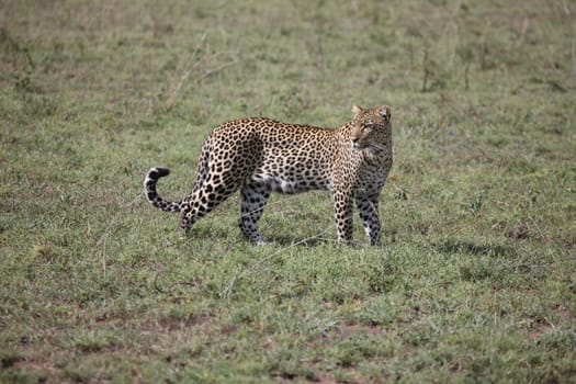 Leopard Kenya Africa savannah wild animal cat mammal