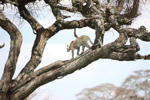 Leopard Kenya Africa savannah wild animal cat mammal