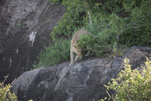 Leopard Kenya Africa savannah wild animal cat mammal
