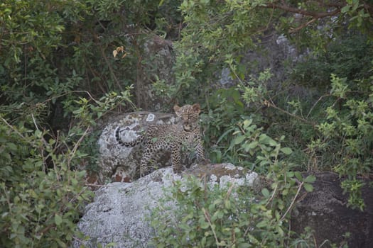 Leopard Kenya Africa savannah wild animal cat mammal