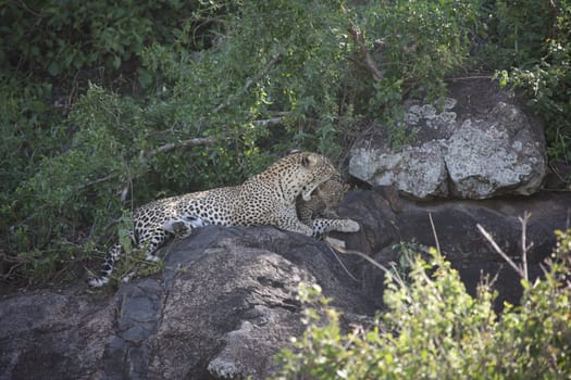 Leopard Kenya Africa savannah wild animal cat mammal