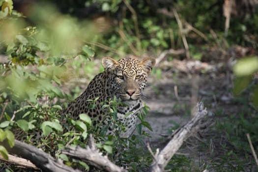 Leopard Kenya Africa savannah wild animal cat mammal