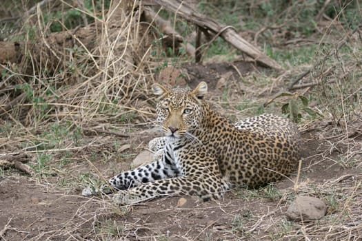 Leopard Kenya Africa savannah wild animal cat mammal