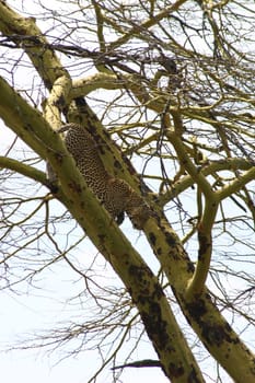 Leopard Kenya Africa savannah wild animal cat mammal