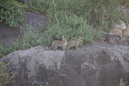 Leopard Kenya Africa savannah wild animal cat mammal