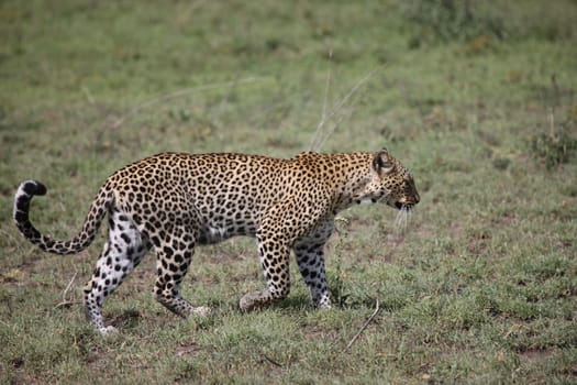 Leopard Kenya Africa savannah wild animal cat mammal