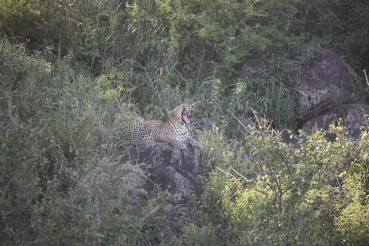 Leopard Kenya Africa savannah wild animal cat mammal